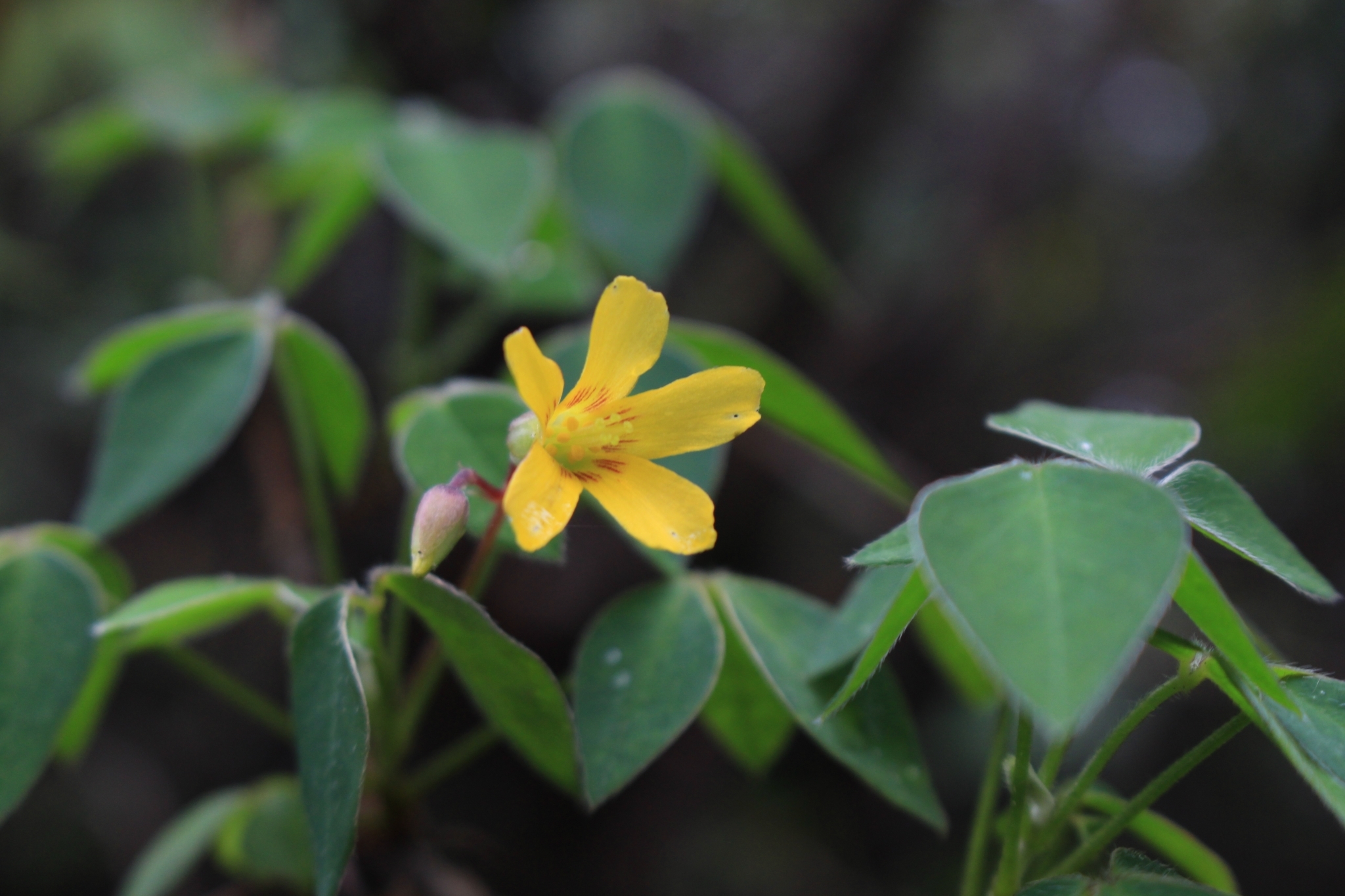 Oxalis rhombifolia Jacq.