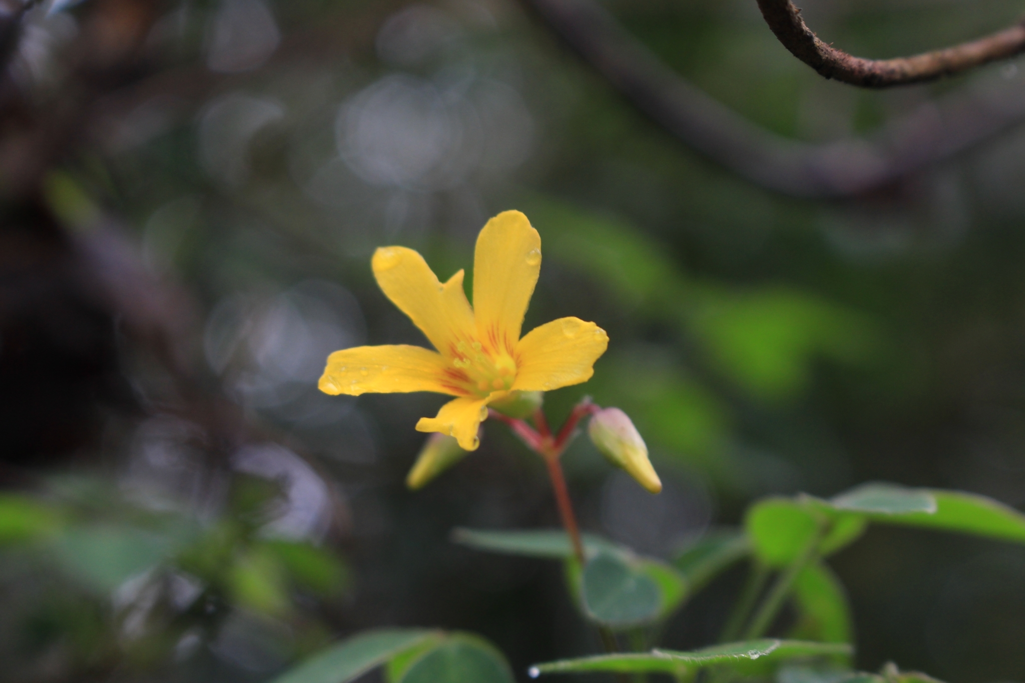 Oxalis rhombifolia Jacq. 2