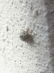 Leptinotarsa defecta