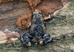 Brown Pug-Snout Frog photo 3