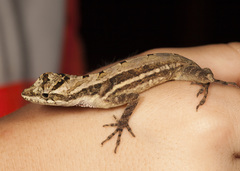 Anolis lemurinus