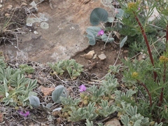 Gueldenstaedtia monophylla