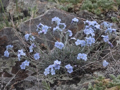 Eritrichium pulviniforme