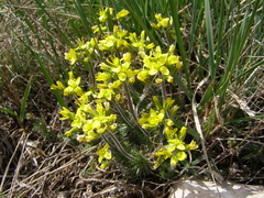Draba cuspidata