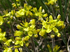 Draba cuspidata