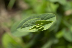Aristolochia parvifolia