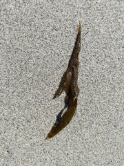 Dictyota kunthii