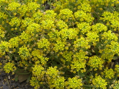 Odontarrhena obtusifolia