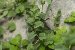 Aristolochia parvifolia