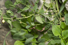 Aristolochia parvifolia