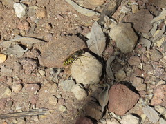 Steniolia scolopacea