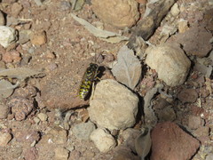 Steniolia scolopacea