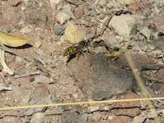 Steniolia scolopacea