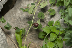 Aristolochia parvifolia
