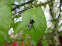 Bibio hortulanus