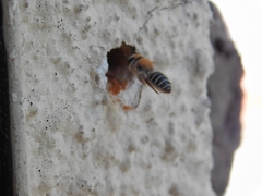 Megachile