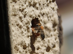 Megachile