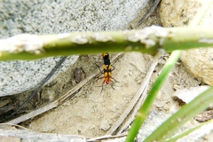 Oncopeltus guttaloides