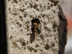 Megachile