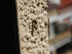 Megachile