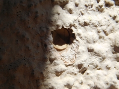Megachile