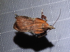 Galasa nigripunctalis