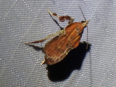 Galasa nigripunctalis