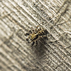 Pseudeuophrys obsoleta