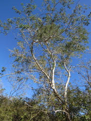 Havardia albicans