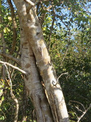 Havardia albicans