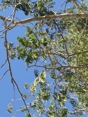 Havardia albicans