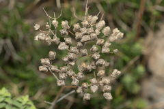 Origanum onites