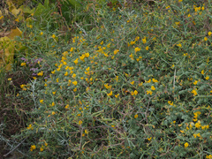 Lotus kunkelii
