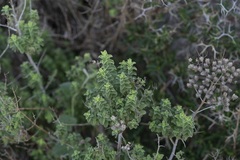 Origanum onites