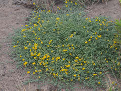 Lotus kunkelii