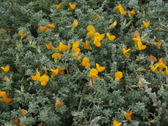 Lotus kunkelii