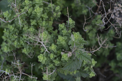 Origanum onites