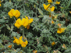 Lotus kunkelii