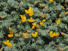 Lotus kunkelii