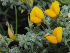Lotus kunkelii