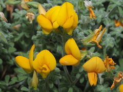Lotus kunkelii