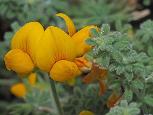 Lotus kunkelii · NaturaLista Colombia