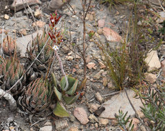 Adromischus sphenophyllus