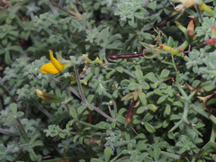 Lotus kunkelii