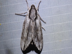 Sphinx dollii