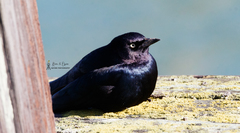 Euphagus cyanocephalus