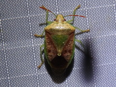 Banasa subcarnea