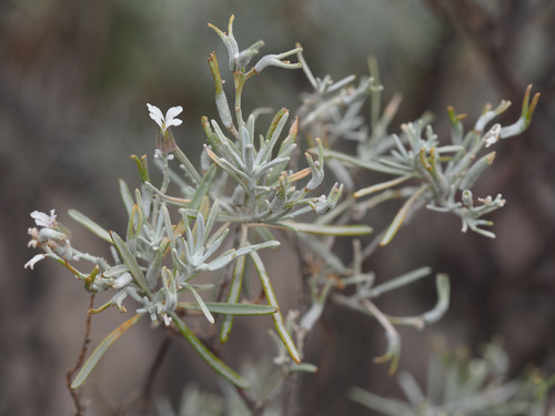 Parolinia platypetala