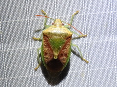 Banasa subcarnea