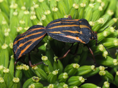 Graphosoma interruptum